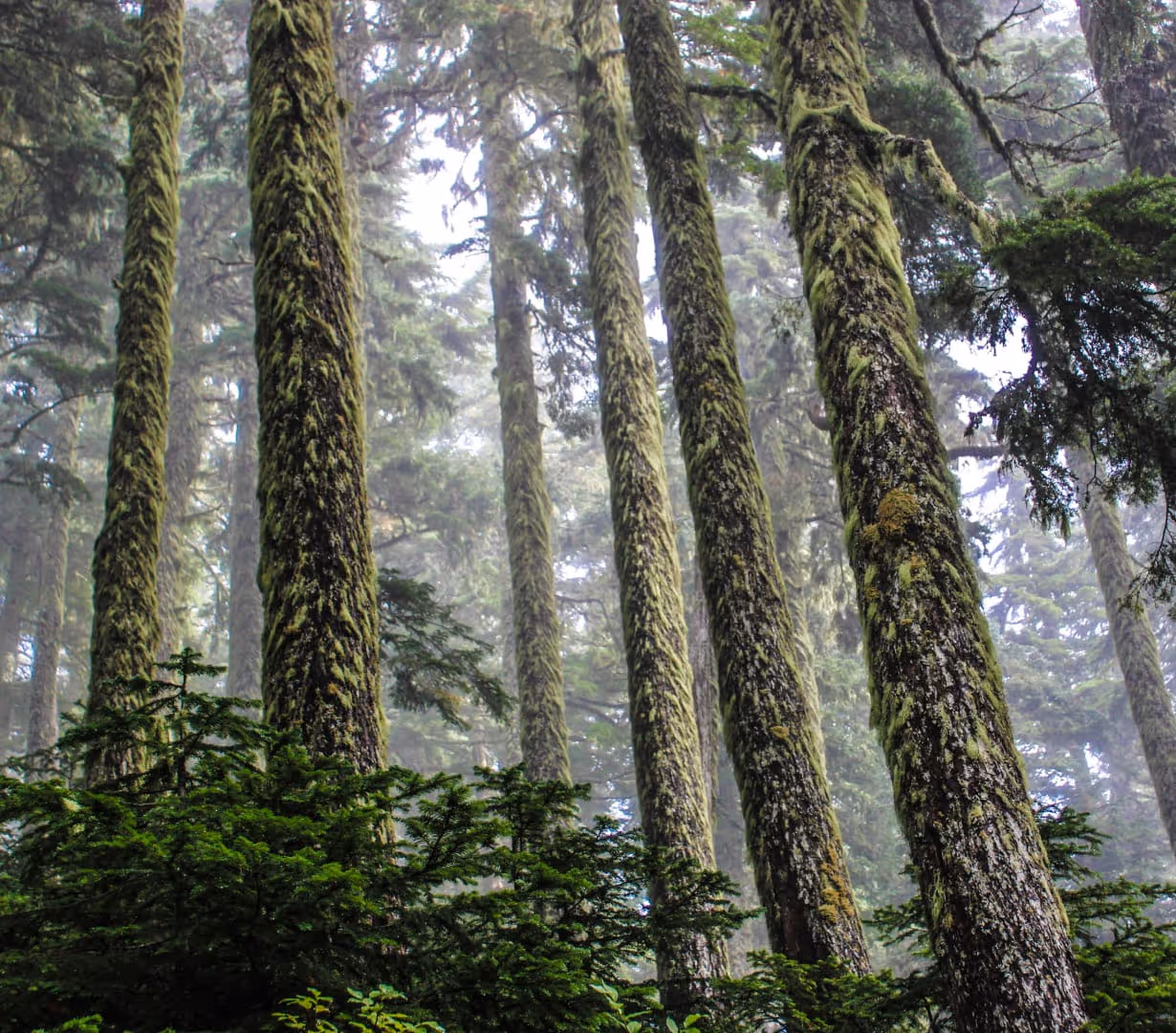 Repairing ecosystems